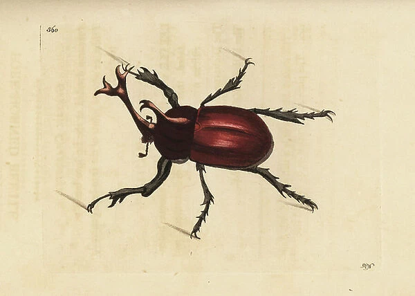 Rhinoceros beetle, Trypoxylus dichotomus (Fork-horned beetle, Scarabaeus dichotomus). Illustration drawn and engraved by Richard Polydore Nodder. Handcoloured copperplate engraving from George Shaw and Frederick Nodder's The Naturalist's Miscellany