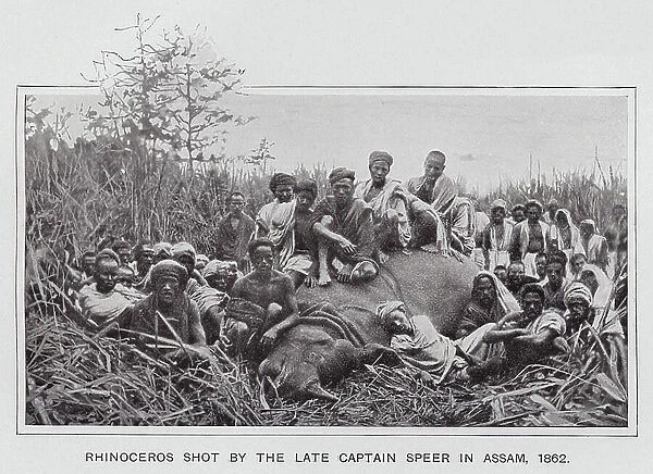 Rhinoceros shot by the Late Captain Speer in Assam, 1862 (b / w photo)