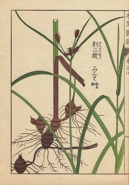 Rhizome and root of the alkali bulrush, Scirpus maritimus L (Cyperaceae)