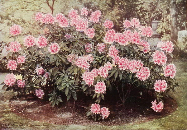 Rhododendron Pink Pearl, at 'The Heights, 'Witley, the Residence of Mrs Farnham (colour photo)