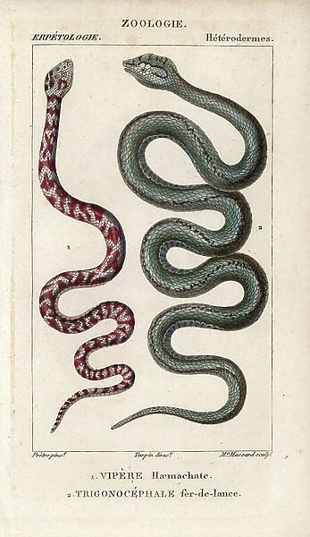 Ring-necked spitting cobra, vipere haemachate, Hemachatus haemachatus, and Martinique lancehead, trigonocephale spearhead (spearhead), Bothrops lanceolatus