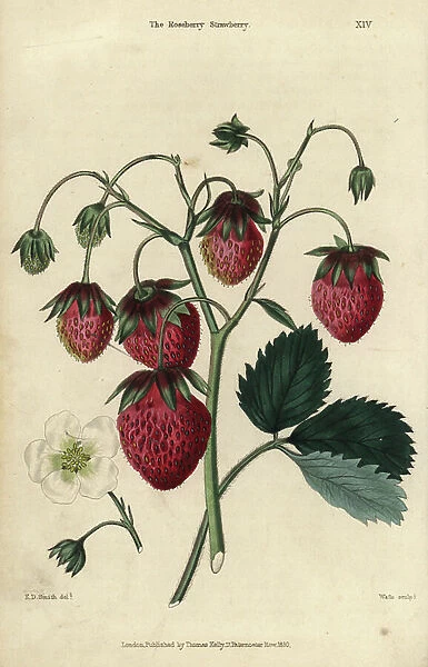Ripe fruit and flower of the Roseberry Strawberry, Fragaria ~ ananassa