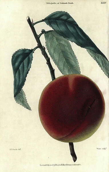 Ripe fruit and leaves of the Bellegarde or Galande Peach, Prunus persica