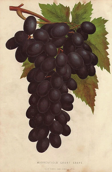 Ripe fruit and leaves of Madresfield Court Grape, Vitis vinifera