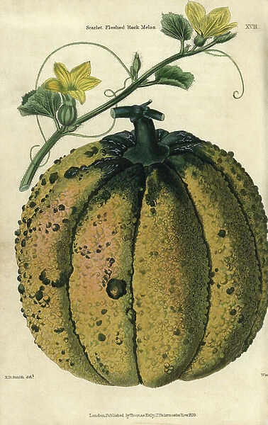 Ripe fruit, vine and yellow flowers of the Scarlet Fleshed Rock Melon
