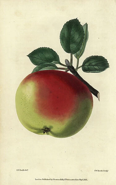 Ripe green and red fruit of the White Hawthornden Apple