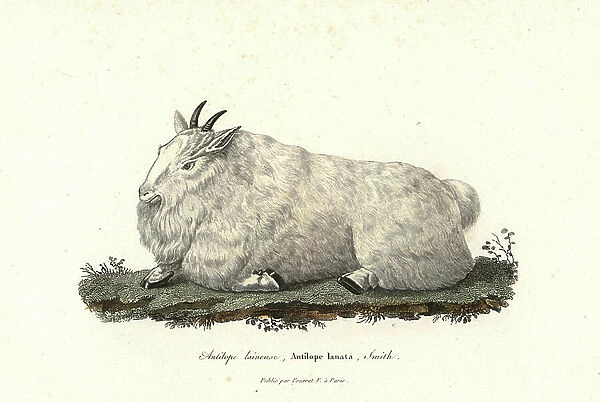 Rocky Mountain goat, Oreamnos americanus. Handcoloured copperplate engraving from Rene Primevere Lesson's Complements de Buffon, Pourrat Freres, Paris, 1838