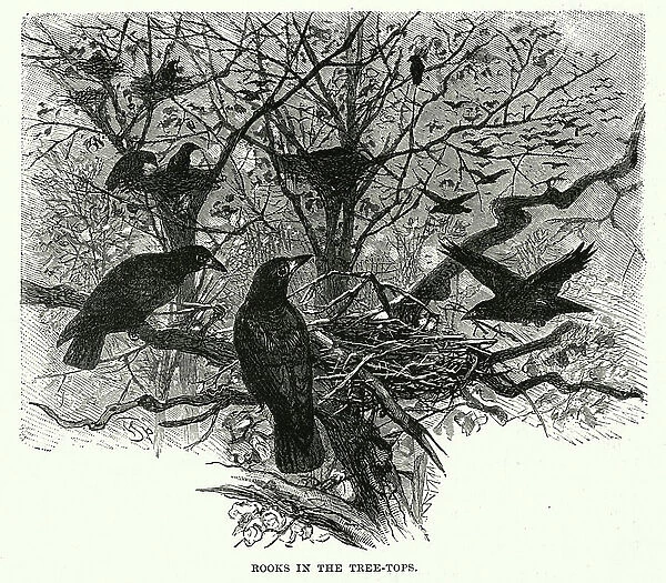 Rooks in the Tree-Tops (engraving)