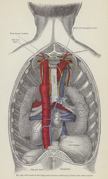 The roots of the lungs and posterior pulmonary plexus, seen from behind (engraving)