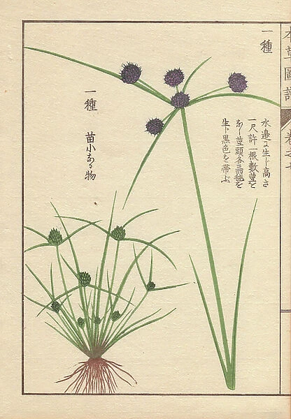 Roots, reeds and flowers of variable flatsedge