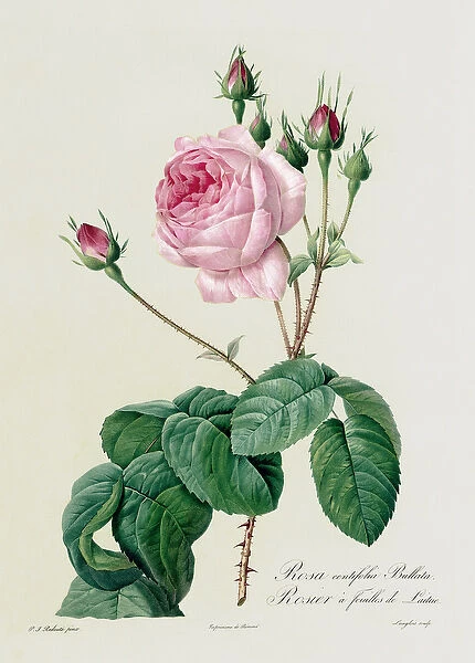 Rosa Centifolia Bullata, from Les Roses, 19th century (coloured engraving