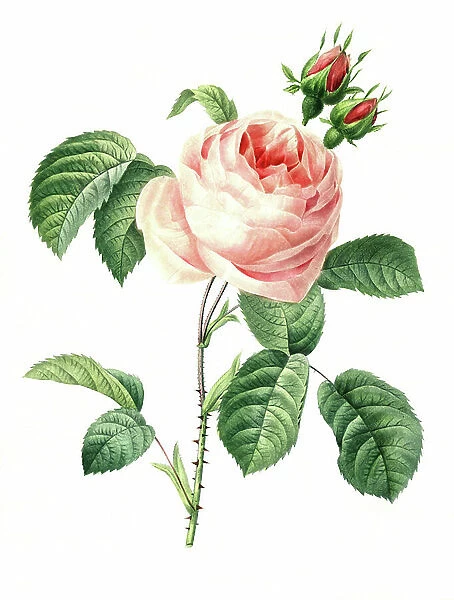 Rosa x centifolia, centenifolia, also centifolia