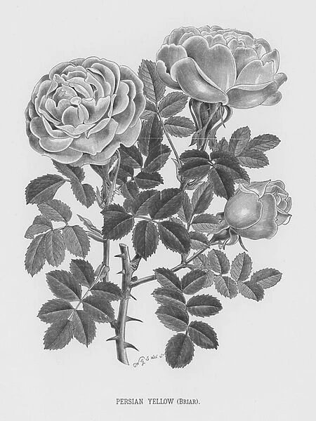 The Rose Garden: Persian Yellow, Briar (engraving)