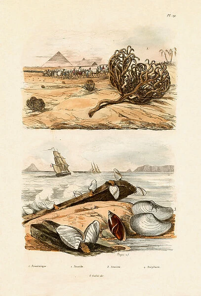 Rose of Jericho, 1833-39 (coloured engraving)