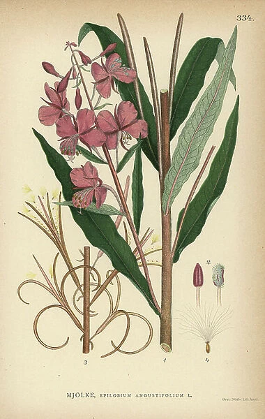 Rosebay willowherb or fireweed, Epilobium angustifolium