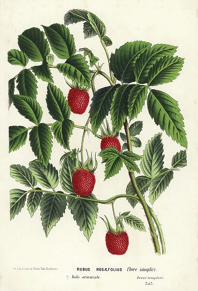 Roseleaf bramble or West Indian raspberry, Rubus rosifolius (Rubus rosaefolius flore simplici). Handcoloured lithograph from Louis van Houtte and Charles Lemaire's Flowers of the Gardens and Hothouses of Europe
