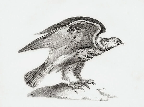 The rough-legged buzzard (Buteo lagopus), aka rough-legged hawk and rough-legged falcon, from 'The National Encyclopaedia: A Dictionary of Universal Knowledge', published c. 1890 (engraving)