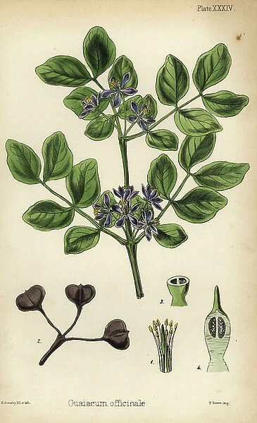 Roughbark lignum-vitae or guaiacwood, Guaiacum officinale. Endangered. Handcoloured illustration drawn and lithographed by Henry Sowerby from Edward Hamilton's Flora Homeopathica, Bailliere, London, 1852