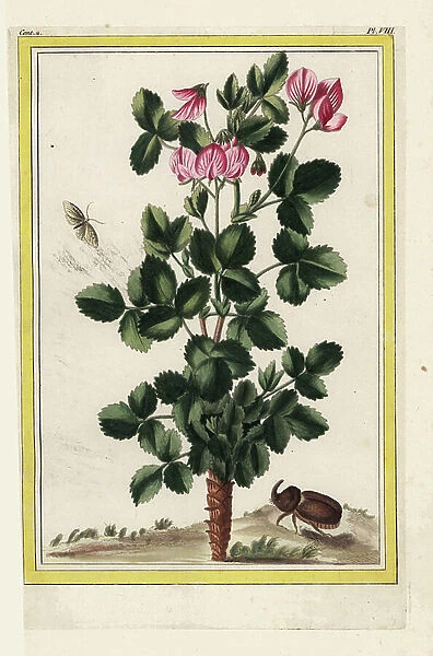 The round-leaved beef stop. Ononis rotundifolia, round-leaved restharrow. Handcoloured etching from Pierre Joseph Buchoz 'Precious and illuminated collection of the most beautiful and curious flowers