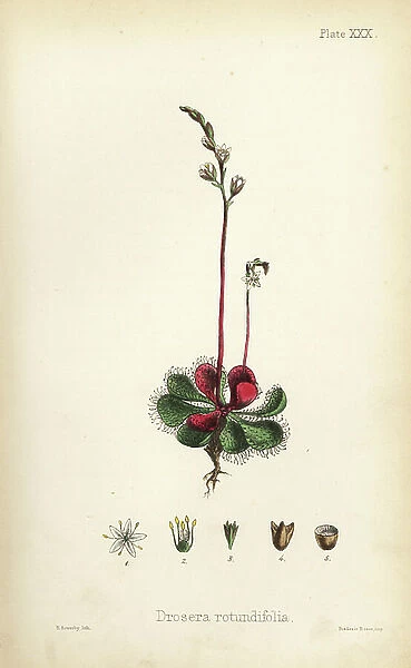 Round-leaved sundew, Drosera rotundifolia. Handcoloured lithograph by Henry Sowerby from Edward Hamilton's Flora Homeopathica, Bailliere, London, 1852