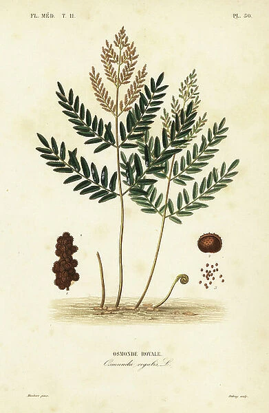 Royal fern, Osmunda regalis, Osmonde royale