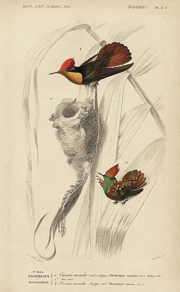 Rubby-topaz hummingbird, Chrysolampis mosquitus, and tufted coquette, Lophornis ornatus. Handcoloured engraving by Fournier after an illustration by Edouard Travies from Charles d'Orbigny's Dictionnaire Universelle d'Histoire Naturelle