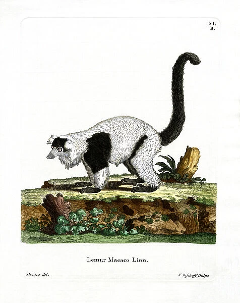 Ruffed Lemur (coloured engraving)