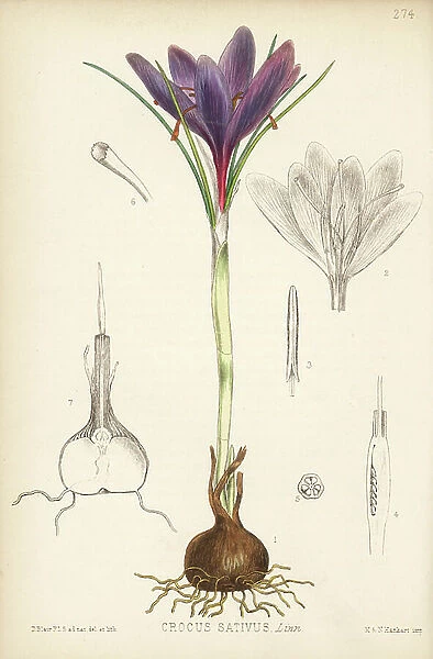 Saffron, Crocus sativus. Handcoloured lithograph by Hanhart after a botanical illustration by David Blair from Robert Bentley and Henry Trimen's Medicinal Plants, London, 1880