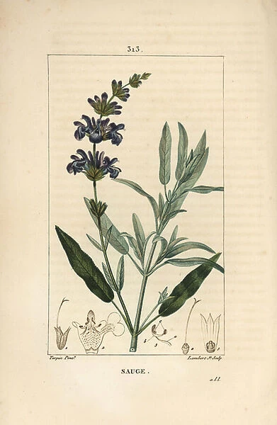 Sage officinale - Common sage, Salvia officinalis, with flower, leaf, stalk, and seed. Handcoloured stipple copperplate engraving by Lambert Junior from a drawing by Pierre Jean-Francois Turpin from Chaumeton