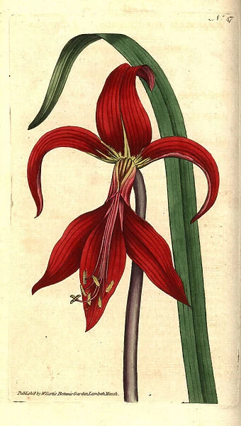 Saint James Lily - Jacobean lily or Aztec lily, Sprekelia formosissima (Jacobean amaryllis, Amaryllis formosissima). Handcolured copperplate engraving and botanical illustration by James Sowerby from William Curtis The Botanical Magazine