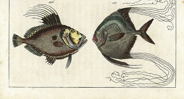 Saint stone (or sea hen, doree or zee) - cobbler thread (or feathered carangue) - John Dory, Zeus faber 126, and African pompano, Alectis ciliaris 127. Handcolored copperplate engraving from Gottlieb Tobias Wilhelm's Encyclopedia of Natural History
