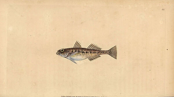 Sand goby, Pomatoschistus minutus (Spotted goby, Gobius minutus). Handcoloured copperplate drawn and engraved by Edward Donovan from his Natural History of British Fishes, Donovan and F. C. and J. Rivington, London, 1802-1808