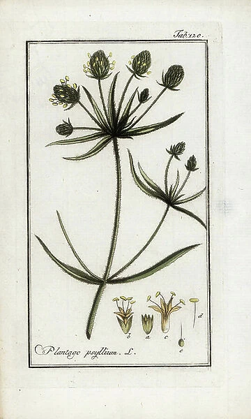 Sand plantain or flea grass (Plantago psyllium). Lithograph from 'Afbeelding der Artseny-Gewassen' by Johannes Zorn (1739-1799), Netherlands, 1796. Psyllium or ispaghula, Plantago psyllium, native to Europe and Asia