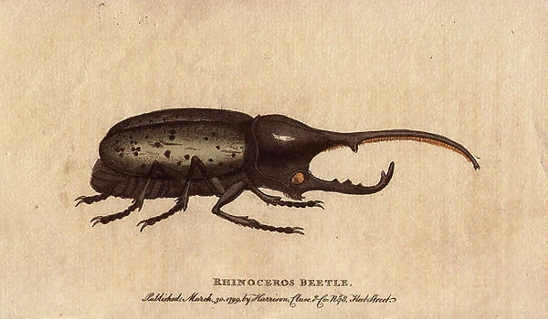 Scarabee rhinoceros (Dynastes hercules), insect, specimen reported from Guadeloupe. Lithographie in The Naturalist Pocket Magazine or Cabinet complete des Curiosites et Beautes de la Nature, published between 1798 and 1802, by Harrison, London