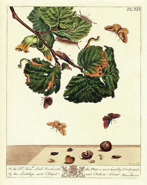 Scarce vapourer moth, Orgyia recens, nut beetle, Strophosomus coryli, and mottled umber moth, Erannis defoliaria. Handcoloured lithograph after an illustration by Moses Harris from 'The Aurelian; a Natural History of English Moths