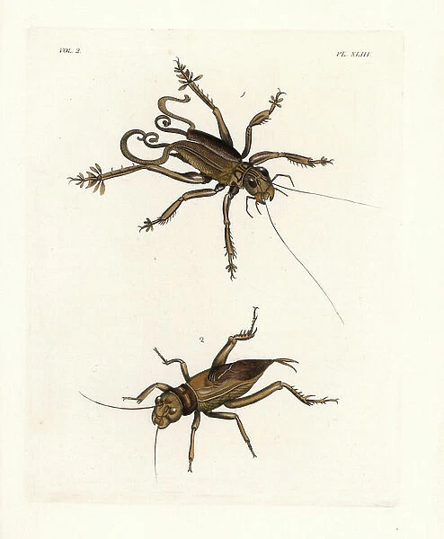Schizodactylus monstrosus cricket 1, and giant tobacco cricket. Brachytrupes membranaceus 2. Handcoloured lithograph from John O. Westwood's new edition of Dru Drury's ' Illustrations of Exotic Entomology, ' Bohn, London, 1837
