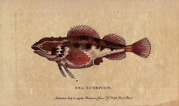 Scorpion fish or rascass (Scorpaenidae). Illustration from the drawing by George Edwards (1694-1773). Lithographie in The Naturalist Pocket Magazine or Cabinet complete des Curiosites et Beautes de la Nature, published between 1798 and 1802