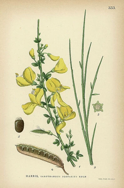 Scotch broom, Sarothamnus scoparius