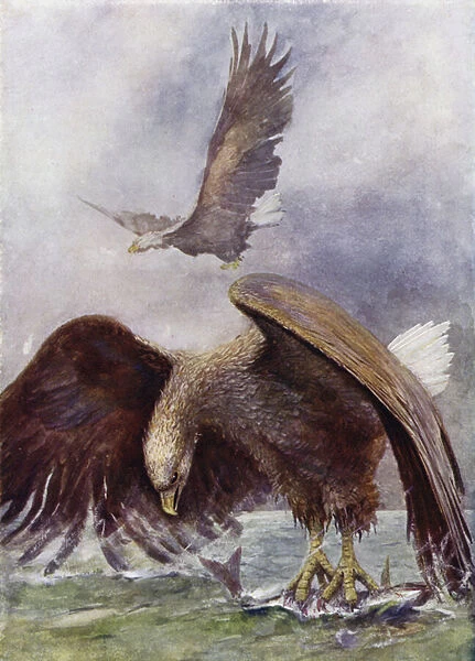 A Sea Eagle Fishing (colour litho)