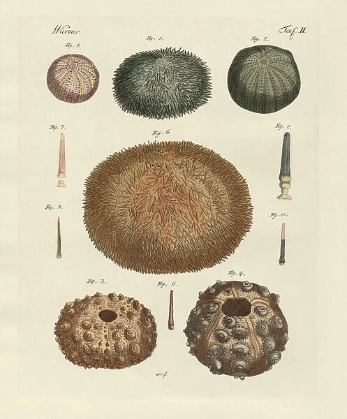 Sea hedgehog (coloured engraving)