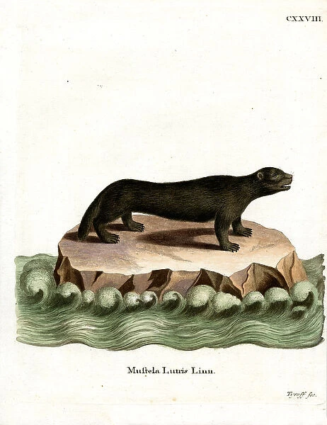 Sea Otter (coloured engraving)