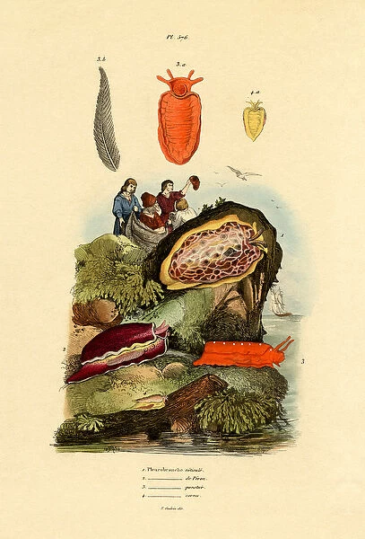 Sea Slugs, 1833-39 (coloured engraving)