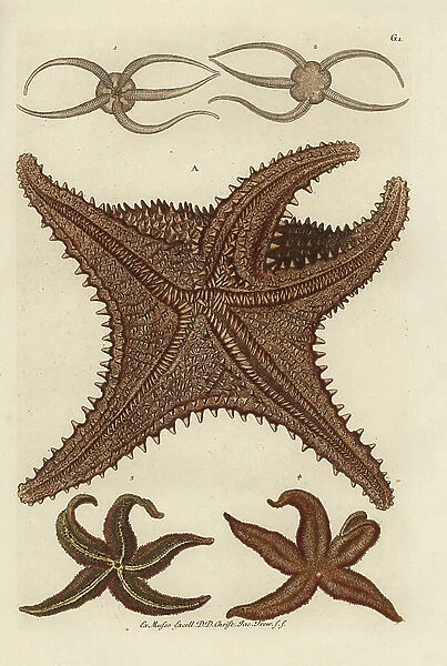 Sea star or starfish with five arms, under side, Asterias rubens A, starfish from the North Sea 1, 2, and sea star, Asterias rubens 3, 4. Handcoloured copperplate engraving from Georg Wolfgang Knorr's Deliciae Naturae Selectae of Kabinet van