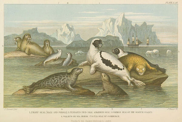 Seals (coloured engraving)