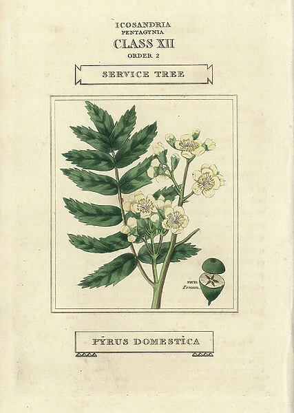 Service tree, Pyrus domestica. Handcoloured copperplate engraving after an illustration by Richard Duppa from his The Clours and Orders of the Linnaean System of Botany, Longman, Hurst, London, 1816