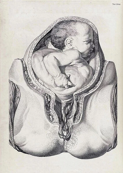 A set of anatomical tables, with explanations, and an abridgment, of the practice of midwifery, 18th (engraving)