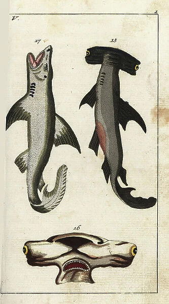 Shark (or smooth) - Great white shark - Smooth hammerhead shark, Sphyrna zygaena 15, head of hammerhead 16, White shark, Carcharodon carcharias 17. Handcolored copperplate engraving from Gottlieb Tobias Wilhelm's Encyclopedia of Natural History