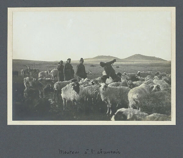 Sheep at the watering bowl - Mission in North West Mongolia - Album of the mission of the commander of Bouillane de Lacoste in 1909 in Mongolia, photo by Henry de Bouillane de Lacoste (1867-1937)
