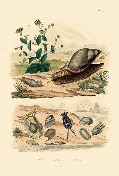 Shells, 1833-39 (coloured engraving)