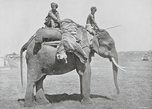 Shikar Elephant Carrying Tiger (b / w photo)